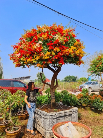 GHÉP CÀNH HOA GIẤY NGŨ SẮC ĐƠN GIẢN TẠI NHÀ