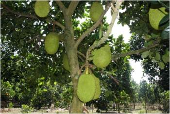 TẠI SAO NGÔI NHÀ CỦA BẠN CẦN CÓ MỘT CÂY MÍT