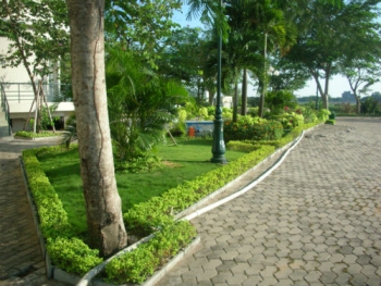 TOP 10 LOẠI CÂY BO VIỀN CỰC ĐẸP 