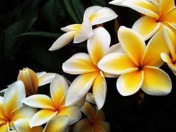 TỔNG HỢP CÁC LOẠI HOA TRỒNG SÂN VƯỜN CÔNG TRÌNH PHẦN 2