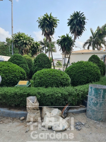 KHẢO SÁT MẶT BẰNG SÂN VƯỜN-NHÀ Ở-BIỆT THỰ-CÔNG TRÌNH DỰ ÁN