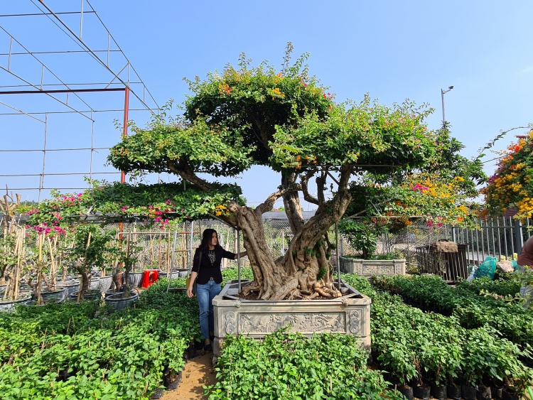 CÂY HOA GIẤY GIÁ TRỊ NHẤT MIỀN BẮC ĐÃ CÓ CHỦ