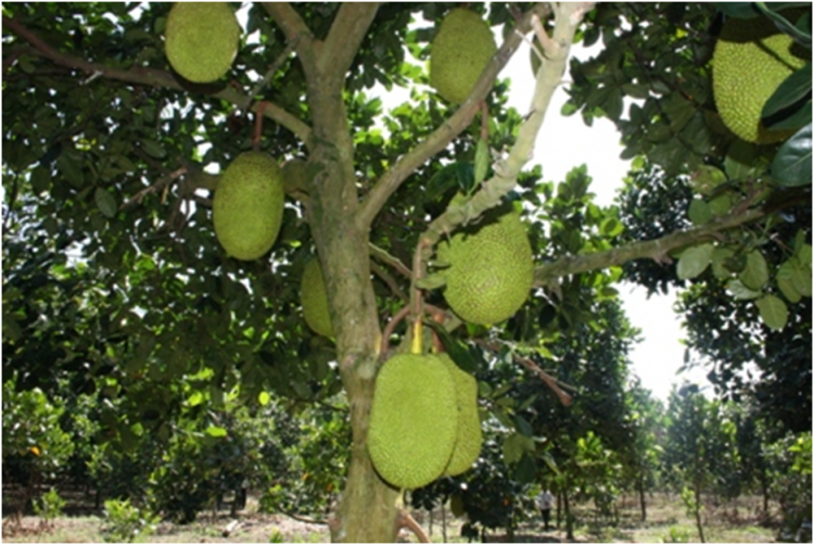 TẠI SAO NGÔI NHÀ CỦA BẠN CẦN CÓ MỘT CÂY MÍT