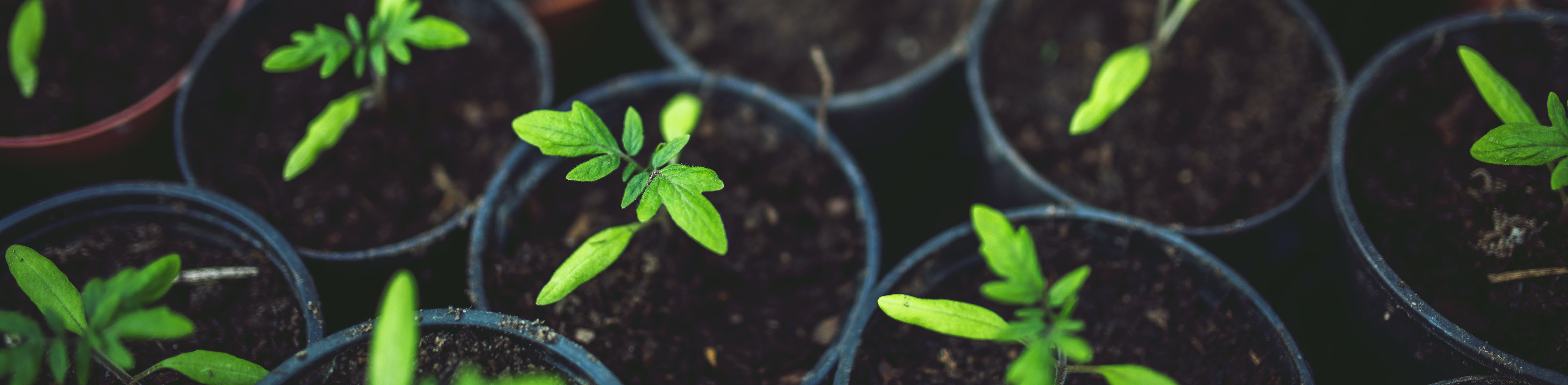 CHĂM SÓC VÀ DUY TRÌ CẢNH QUAN 