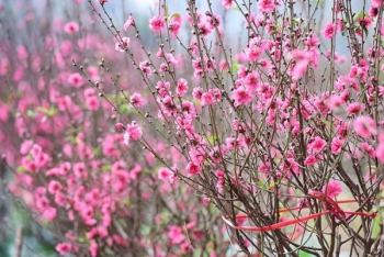 Tư vấn chọn cây cảnh làm quà tặng ngày xuân