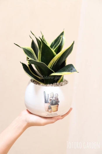 Ý nghĩa của việc tặng cây trong dịp cuối năm cũ - đầu năm mới