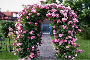 CÁCH CHĂM SÓC HOA HỒNG SAO CHO CÂY KHỎE, KHÔNG SÂU BỆNH