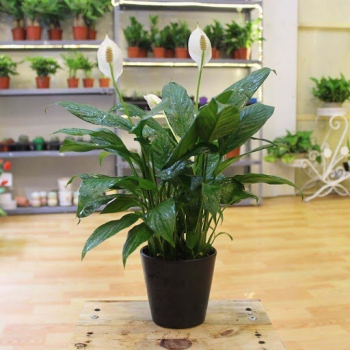 Ý nghĩa của việc tặng cây- Quà tặng ngày khai trương