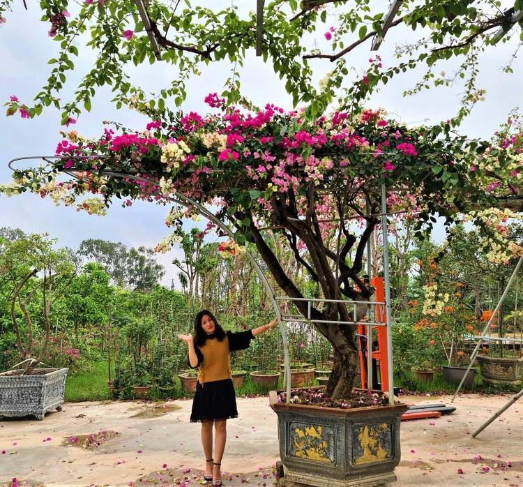 CÁCH CHĂM SÓC CHO CÂY HOA GIẤY RA HOA NHIỀU, NỞ ĐÚNG DỊP TẾT ĐÓN XUÂN